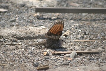 La variedad de aves es impresionante,desde las aves marinas como pelicanos,gaviotas y fragatas hasta guacamayas,gallinas,pajaros de varios tipos.