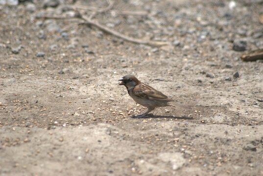 La variedad de aves es impresionante,desde las aves marinas como pelicanos,gaviotas y fragatas hasta guacamayas,gallinas,pajaros de varios tipos.