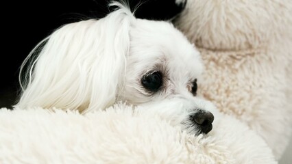 Close-up of a white Maltese lying in her house.
