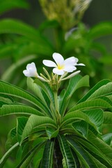 Gran cantidad de flores silvestres,engalanan el paisaje y llenan de dulces aromas el ambiente.