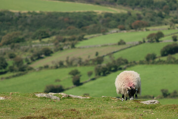 Fototapeta premium Sheep grazing on a hill in the countryside