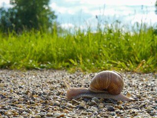 on a sunny day a snail walks on pebbles - Powered by Adobe