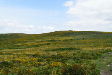 Green hill with yellow heather