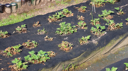 Strawberry patch covered with black material