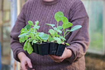 Gardener lovingly grows seedlings