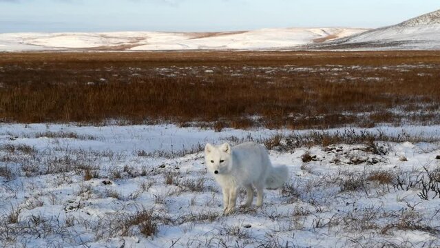 Wild arctic fox (Vulpes Lagopus) in tundra in winter time. White arctic fox.