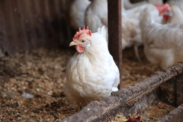Chicken looking for food in the hen house