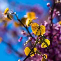 Golden sunlit leaves backed by purple flowers.