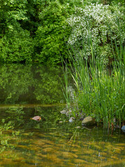 beautiful landscape with water reflection