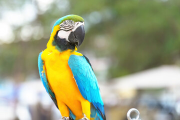 Blue gold macaw parrot standing on a perch.