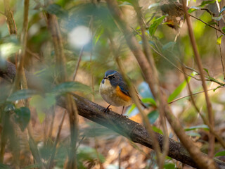 深い藪の奥で静かに枯れ木に留まっているルリビタキの雄
