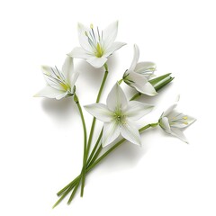 beautiful flower star of bethlehem on white background
