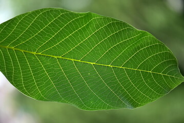 close up of green leaf