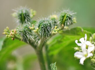 Gran cantidad de flores silvestres,engalanan el paisaje y llenan de dulces aromas el ambiente.