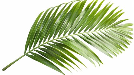 Obraz premium Coconut palm leave png file, white background 