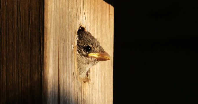 Chick house sparrow waiting for feed