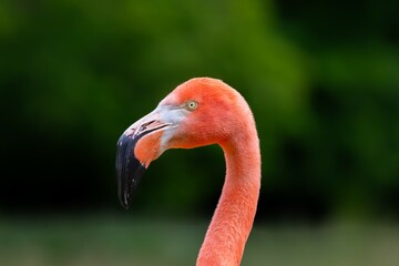 Flamant du chili 