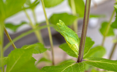 緑色のアゲハのさなぎ
