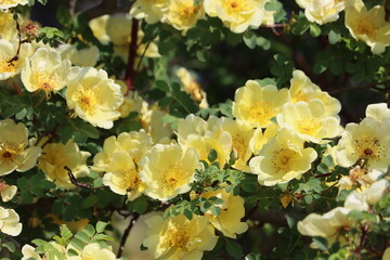 Sweden. Rosa 'Harison's Yellow', also known as R. × harisonii, the Oregon Trail Rose or the Yellow...