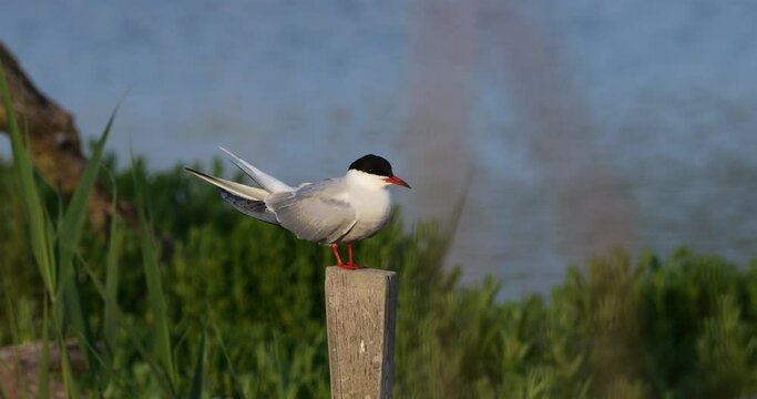 Common tern perched, (Sterna hirundo) The Camargue, France