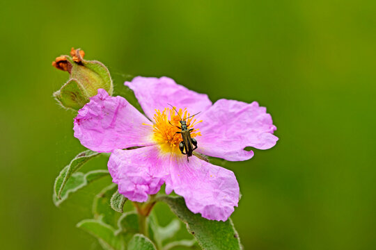 Oedemera lurida feeding on a  Cretan Rockrose (Cistus creticus) flower in May 