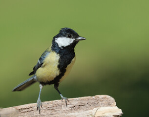 Great tit