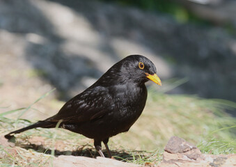Blackbird