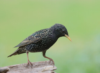 Starling