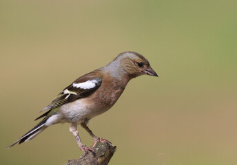 Eurasian chaffinch