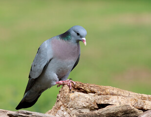 Stock dove