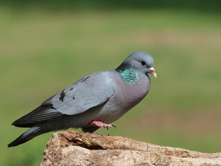 Stock dove