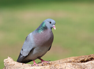 Stock dove