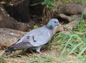Stock dove