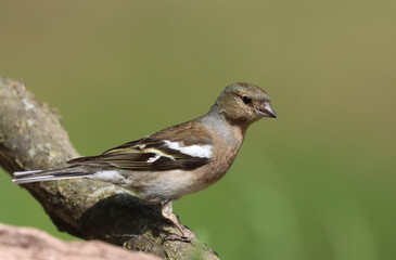 Eurasian chaffinch