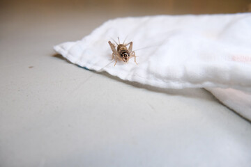 Crickets on cloth