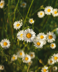 Daisies in a garden