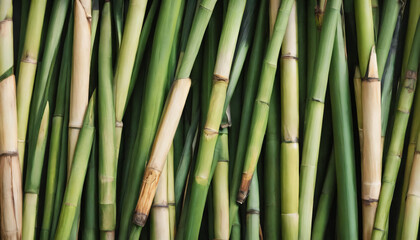 Obraz premium sugar cane