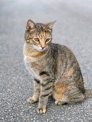 outdoor portrait of isolated tabby cat on gray background