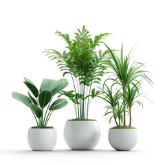 Modern indoor plants, featuring a white background without shadows, perfect for incorporating into interior design elements