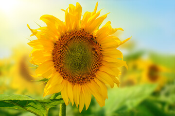 Obraz premium Close-up of sunflower on blurred sunny background of blooming sunflower field