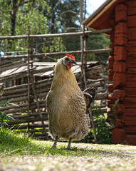 Close-up of a hen on field