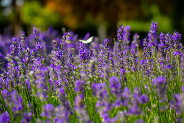 Obraz premium Spring lavender flowers under sunlight. Lilac flowers close up. Beautiful landscape of nature with a panoramic view. Hi spring. long banner