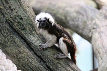 a small, beautiful parrot with a mottled coat is sitting on a tree trunk