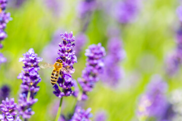 Spring lavender flowers under sunlight. Bees pollinate flowers and collect pollen. Lavender honey. Beautiful landscape of nature with a panoramic view. Hi spring. long banner
