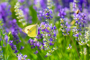 Butterflies on spring lavender flowers under sunlight. Beautiful landscape of nature with a panoramic view. Hi spring. long banner