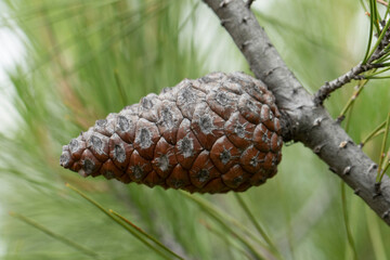 A cone of Turkish pine (Pinus brutia) tree 