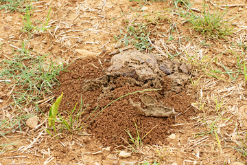 Cow dung destroyed by scarabs and mixed with soil