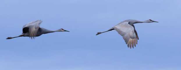 Sandhill Crains flying in the sky,