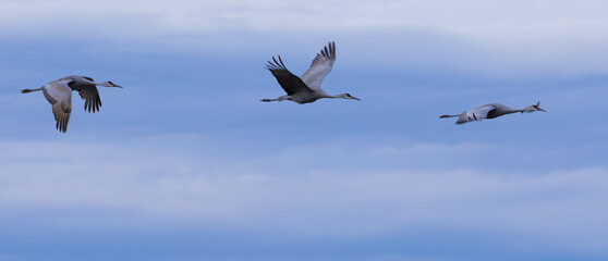 Sandhill Crains flying in the sky,