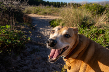 portrait of a dog